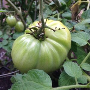 Looking Back at 2017 Garden Trends